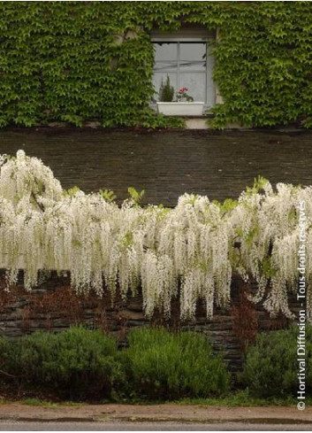 WISTERIA floribunda ALBA