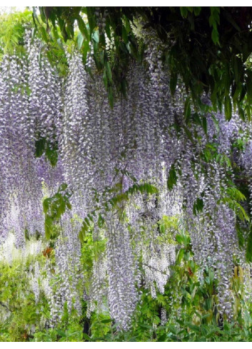 WISTERIA floribunda MACROBOTRYS