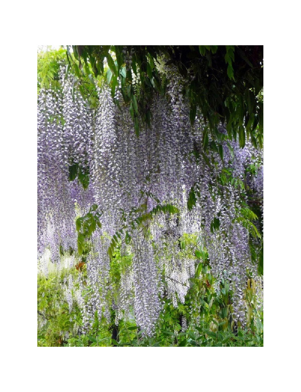 WISTERIA floribunda MACROBOTRYS