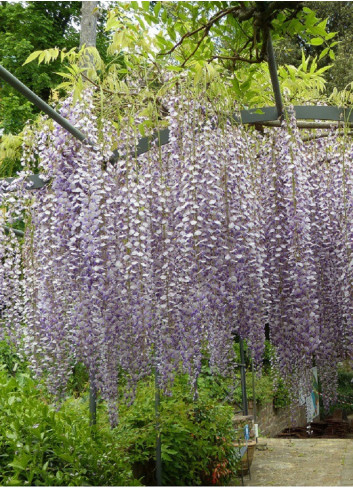 WISTERIA floribunda MACROBOTRYS