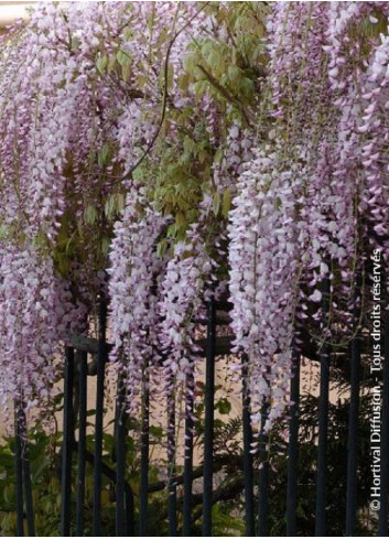 WISTERIA floribunda ROSEA