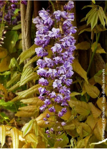 WISTERIA floribunda VIOLACEA PLENA