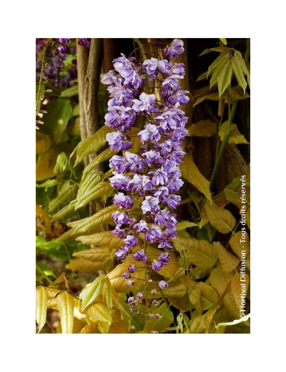 WISTERIA floribunda VIOLACEA PLENA