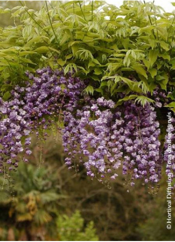 WISTERIA floribunda VIOLACEA PLENA