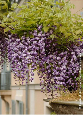 WISTERIA floribunda VIOLACEA PLENA