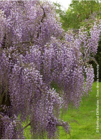 WISTERIA formosa ISSAI