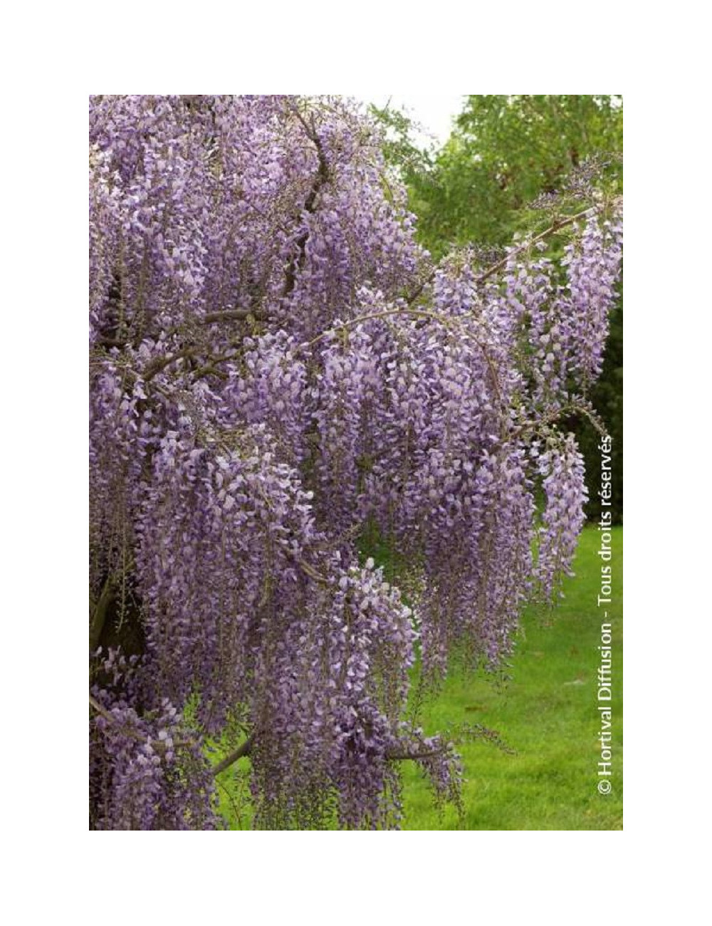 WISTERIA formosa ISSAI