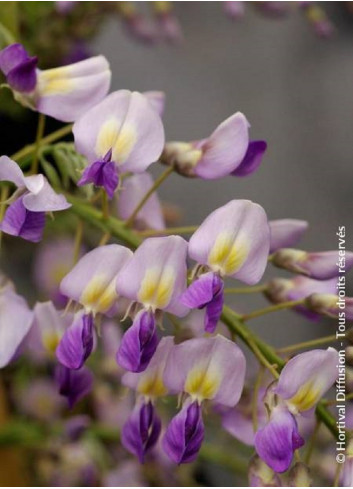 WISTERIA formosa ISSAI