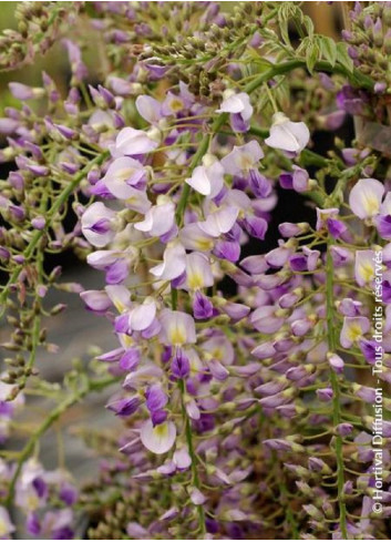 WISTERIA formosa ISSAI