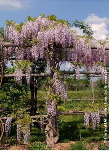 WISTERIA formosa ISSAI