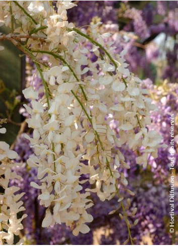 WISTERIA sinensis ALBA