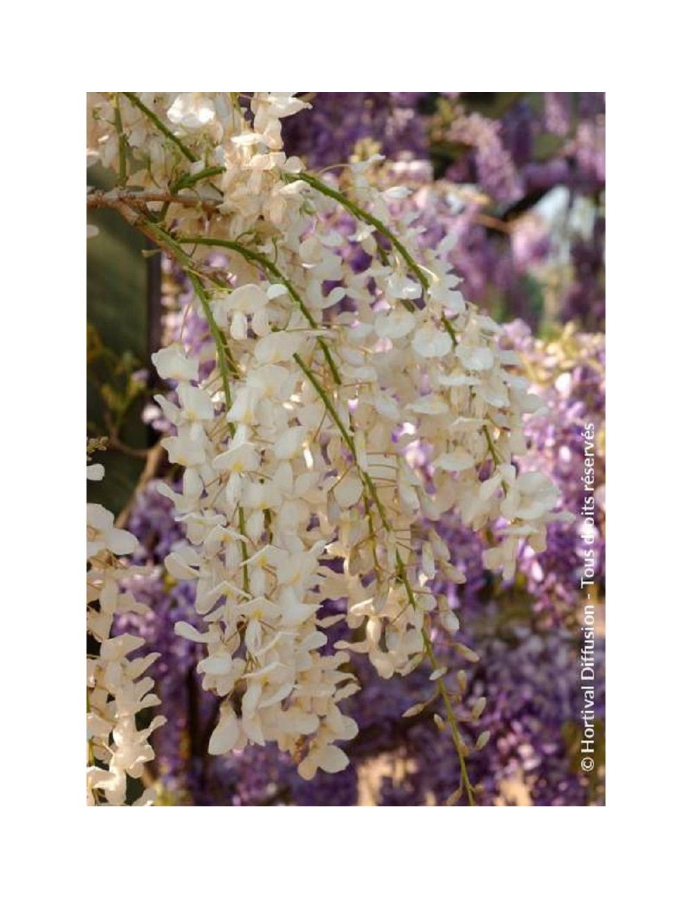 WISTERIA sinensis ALBA