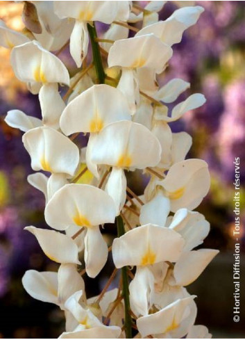 WISTERIA sinensis ALBA