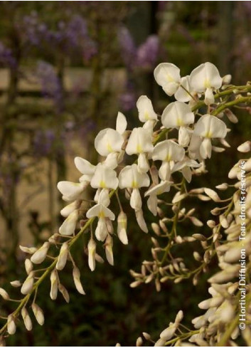 WISTERIA sinensis ALBA