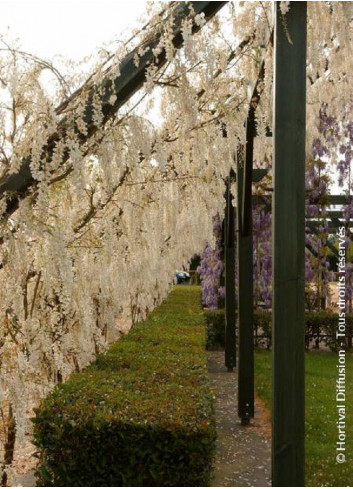 WISTERIA sinensis ALBA