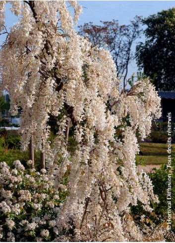 WISTERIA sinensis ALBA