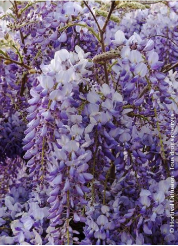 WISTERIA sinensis