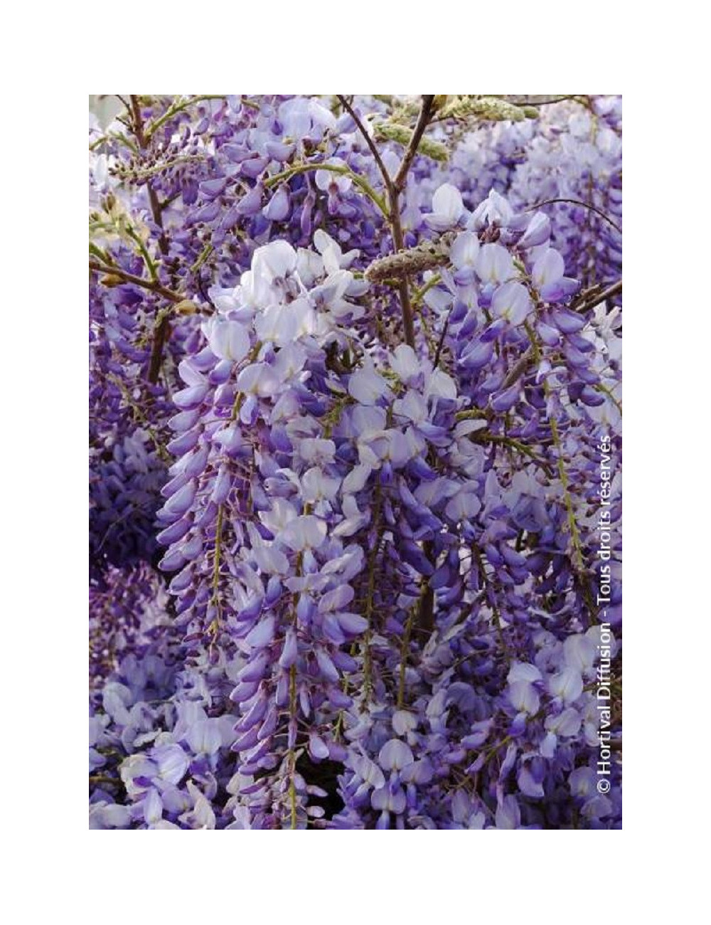 WISTERIA sinensis