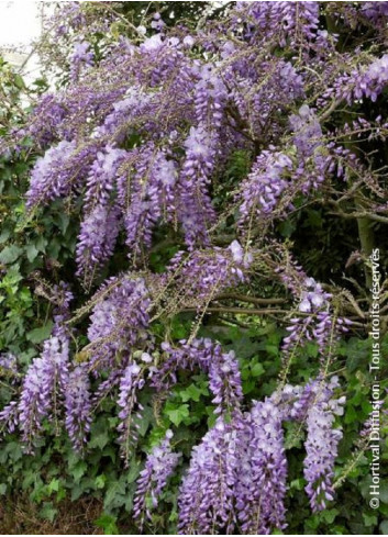 WISTERIA sinensis