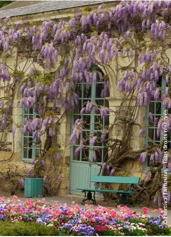 WISTERIA sinensis