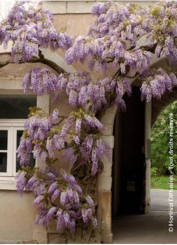 WISTERIA sinensis