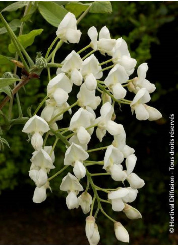 WISTERIA venusta ALBA