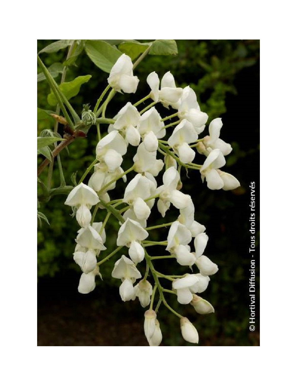 WISTERIA venusta ALBA