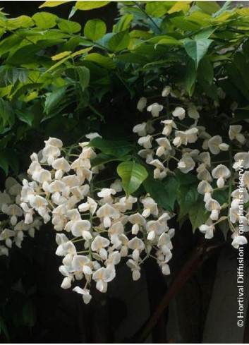 WISTERIA venusta ALBA