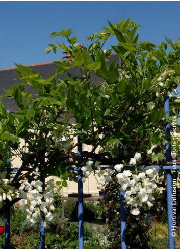 WISTERIA venusta ALBA