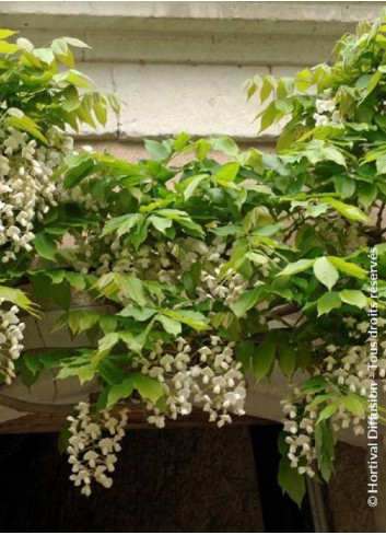 WISTERIA venusta ALBA