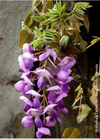 WISTERIA venusta OKAYAMA