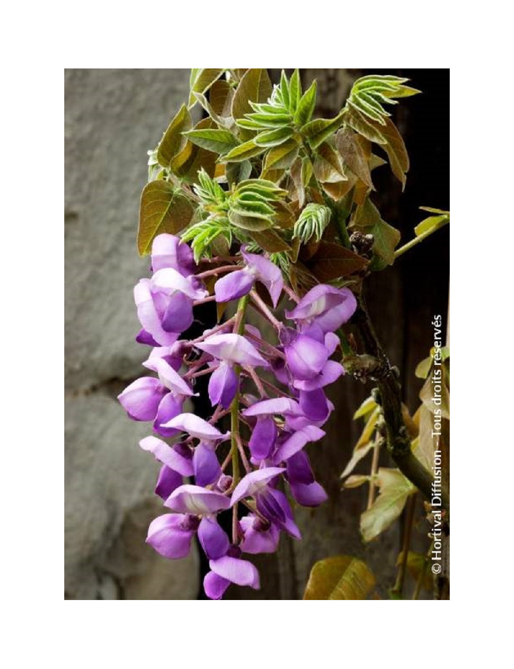 WISTERIA venusta OKAYAMA