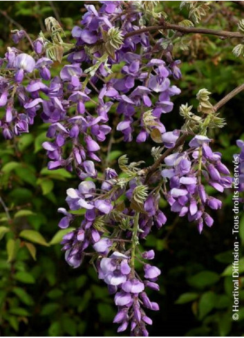 WISTERIA venusta OKAYAMA