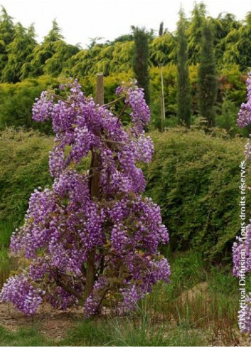 WISTERIA venusta OKAYAMA