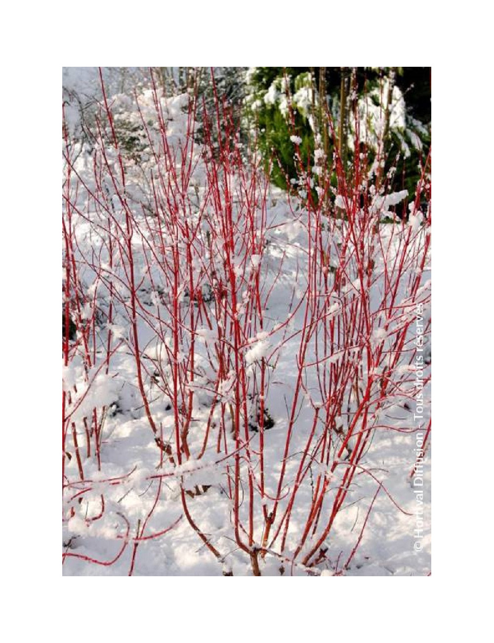 CORNUS alba BATON ROUGE