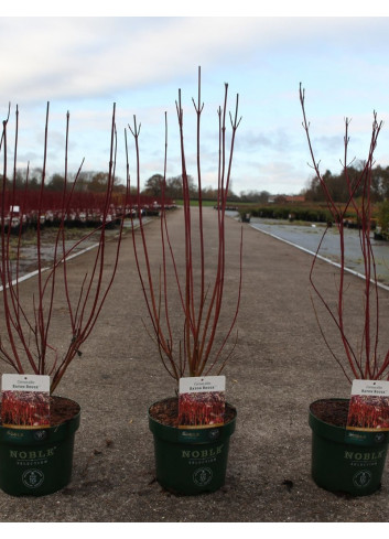 CORNUS alba BATON ROUGE En pot de 3-4 litres