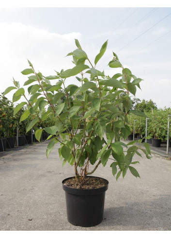 CORNUS alba BATON ROUGE En pot de 10-12 litres