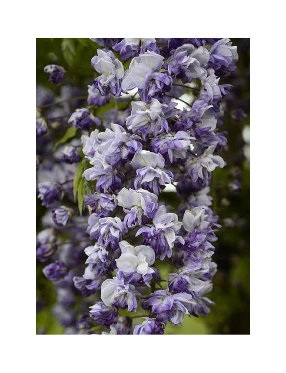 WISTERIA floribunda GRANDE DIVA CECILIA