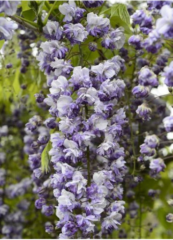 WISTERIA floribunda GRANDE DIVA CECILIA