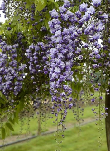 WISTERIA floribunda GRANDE DIVA CECILIA