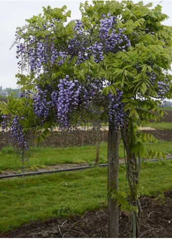 WISTERIA floribunda GRANDE DIVA CECILIA