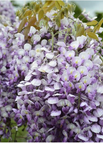 WISTERIA venusta GRANDE DIVA BARBARA