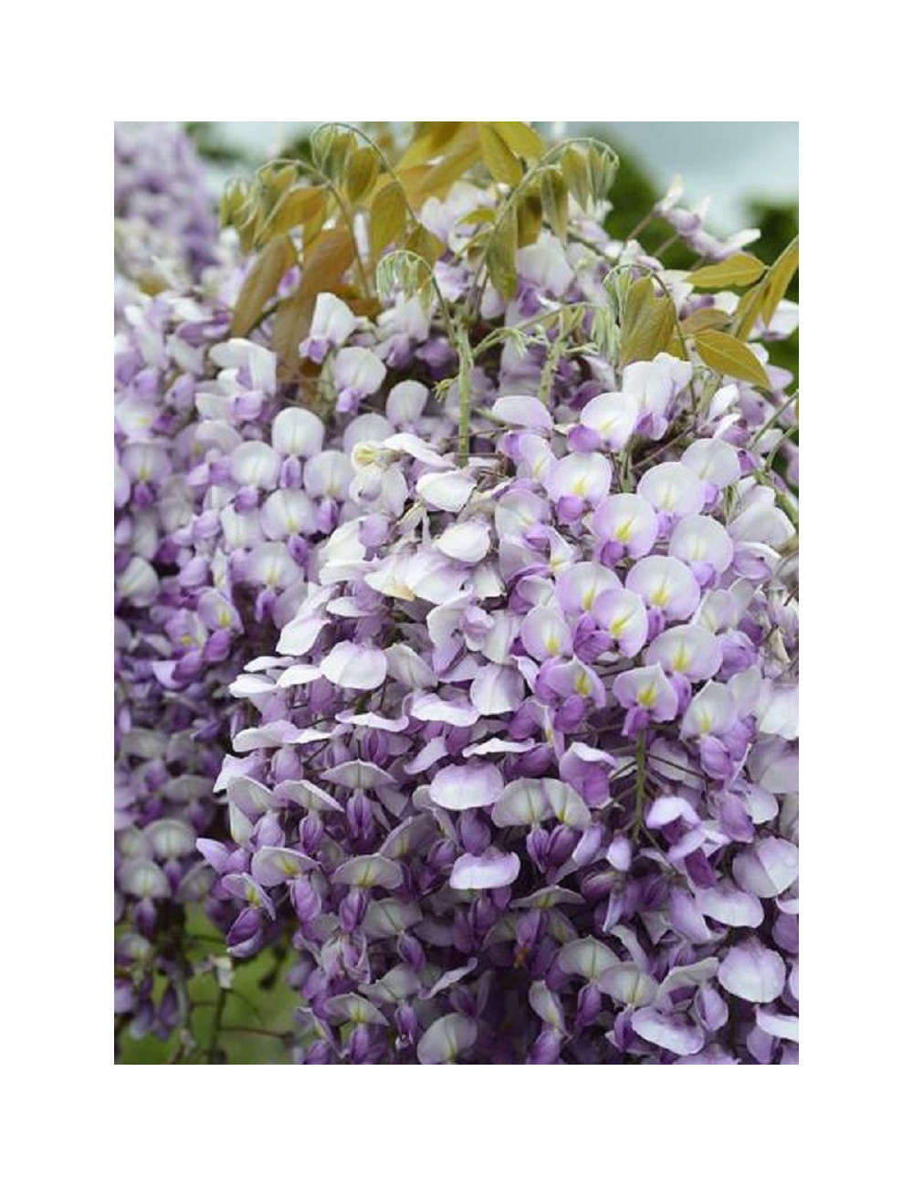 WISTERIA venusta GRANDE DIVA BARBARA