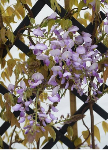 WISTERIA venusta GRANDE DIVA BARBARA