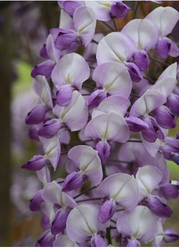 WISTERIA venusta GRANDE DIVA BARBARA