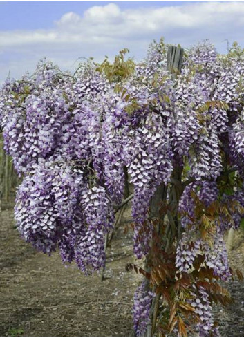 WISTERIA venusta GRANDE DIVA BARBARA