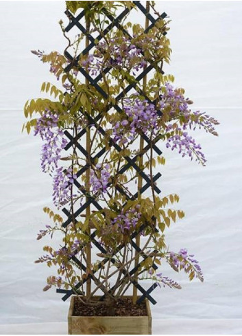 WISTERIA venusta GRANDE DIVA BARBARA