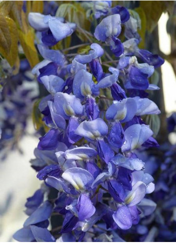 WISTERIA venusta GRANDE DIVA NATHALIE