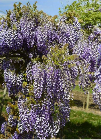 WISTERIA venusta GRANDE DIVA NATHALIE