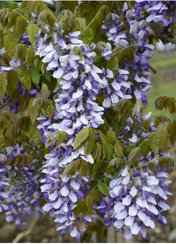 WISTERIA venusta GRANDE DIVA NATHALIE